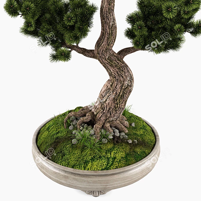 Handcrafted Bonsai Pinus Sylvestris: Miniature Living Art 3D model image 5