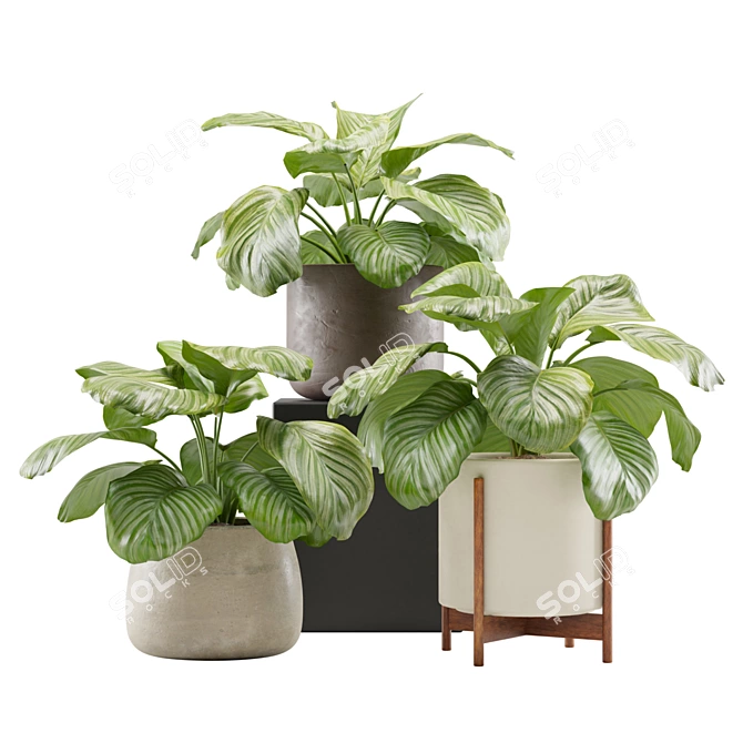 Tropical Beauty: Calathea Orbifolia Set 3D model image 1