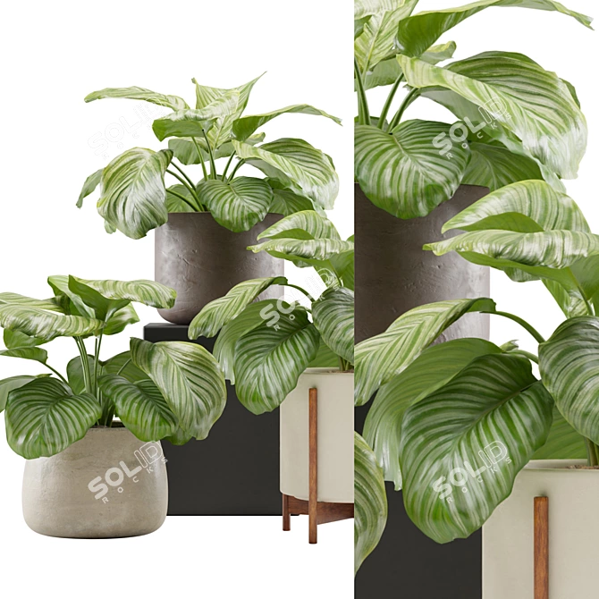 Tropical Beauty: Calathea Orbifolia Set 3D model image 2