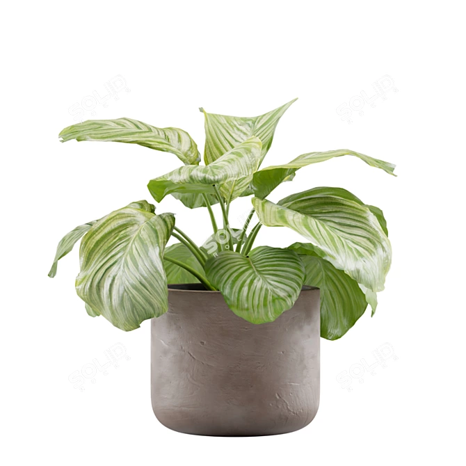 Tropical Beauty: Calathea Orbifolia Set 3D model image 6