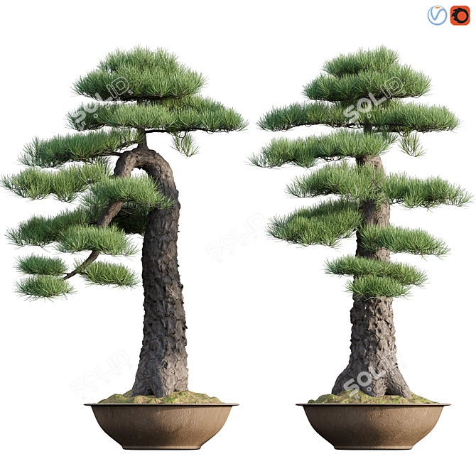 Miniature Pine Bonsai Tree 3D model image 1