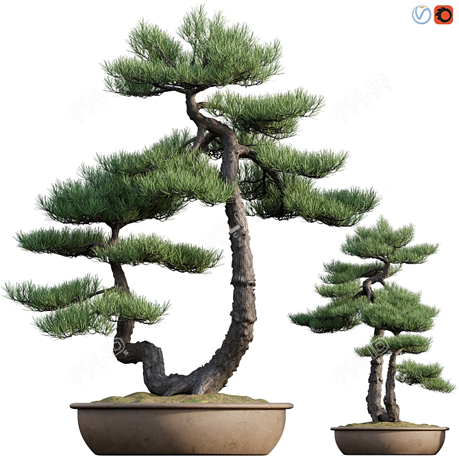 Mini Pine Bonsai - 3D Model 3D model image 1