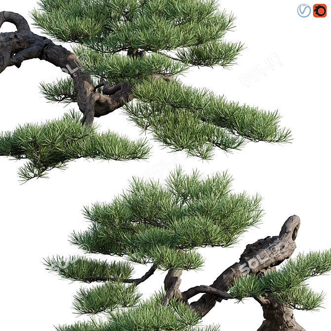  Pine Bonsai Tree: 3D Models & Textures 3D model image 2