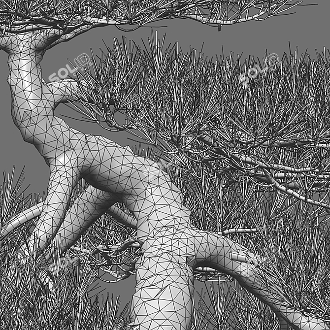  Pine Bonsai Tree: 3D Models & Textures 3D model image 3