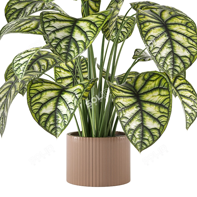 Indoor Plant Collection - Set 273: 3D Models 3D model image 3