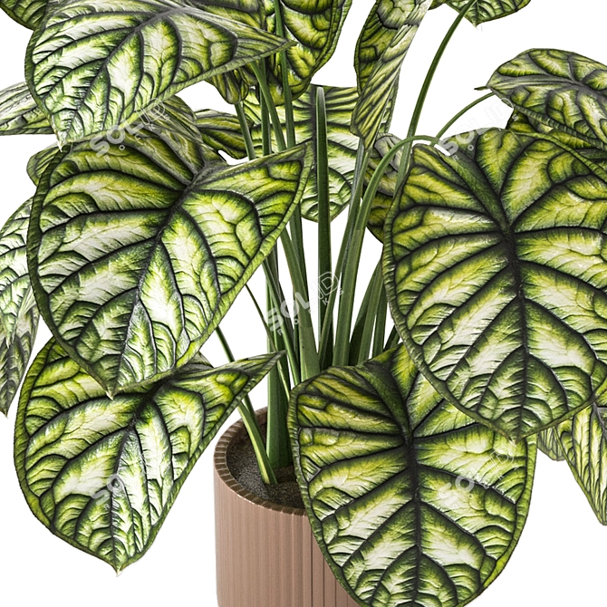 Indoor Plant Collection - Set 273: 3D Models 3D model image 4