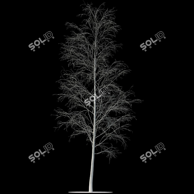 Snowy Birch - 13m Height 3D model image 2