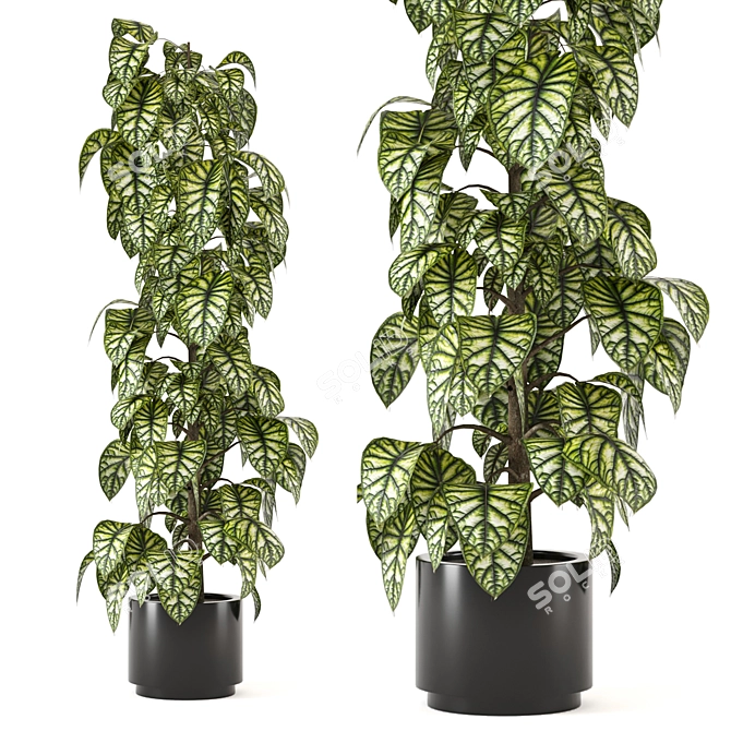 Indoor Plants Collection - Set 274: 3D Models for V-Ray and Corona 3D model image 1