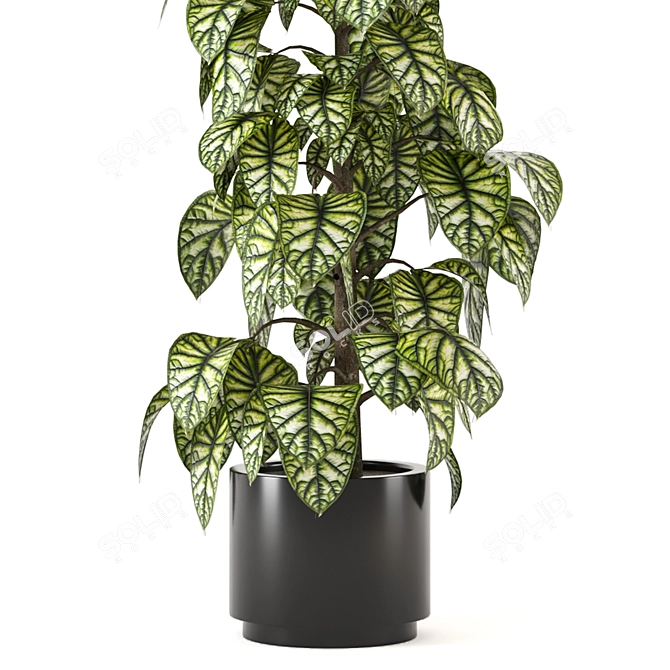 Indoor Plants Collection - Set 274: 3D Models for V-Ray and Corona 3D model image 2