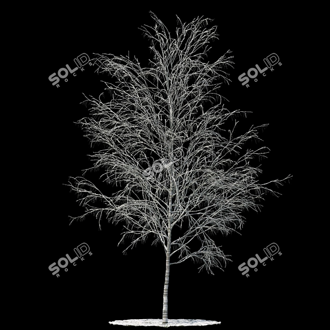  Snowy Birch Tree - 8.4m Height 3D model image 1