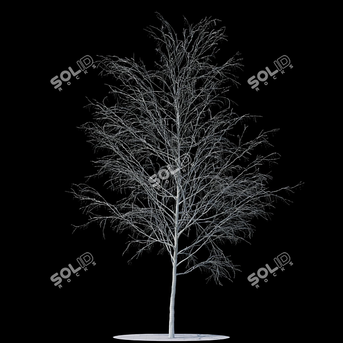  Snowy Birch Tree - 8.4m Height 3D model image 2