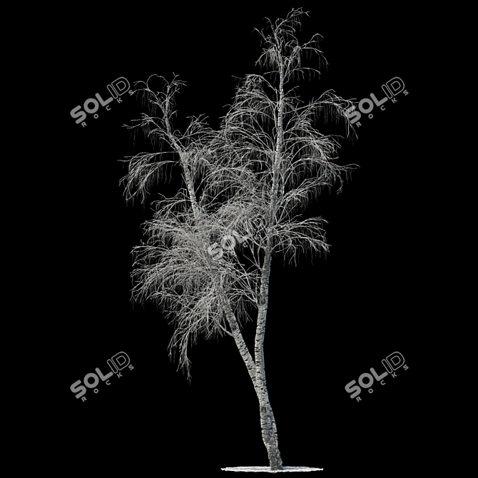 Snow-covered Birch Tree - 13.7m 3D model image 1
