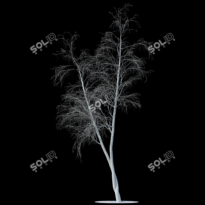 Snow-covered Birch Tree - 13.7m 3D model image 2
