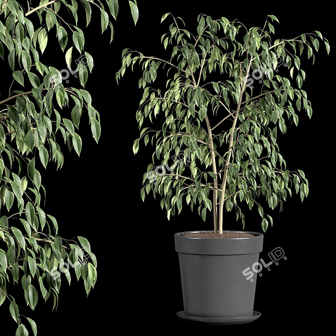Ficus Benjamin Set: Vray & Corona Compatible 3D model image 2
