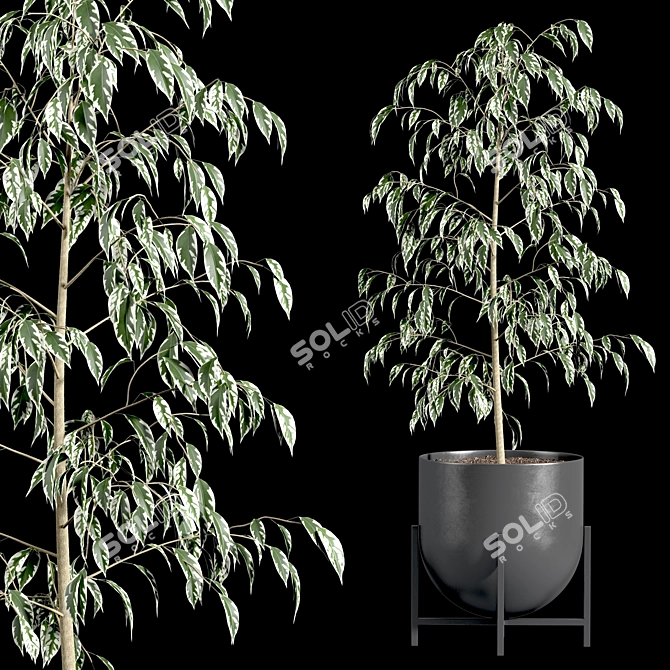 Ficus Benjamin Set: Vray & Corona Compatible 3D model image 3