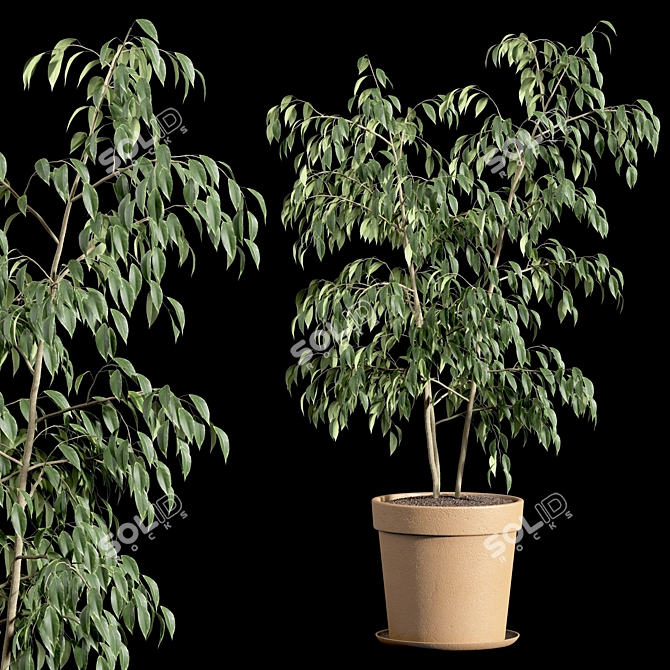 Ficus Benjamin Set: Vray & Corona Compatible 3D model image 4