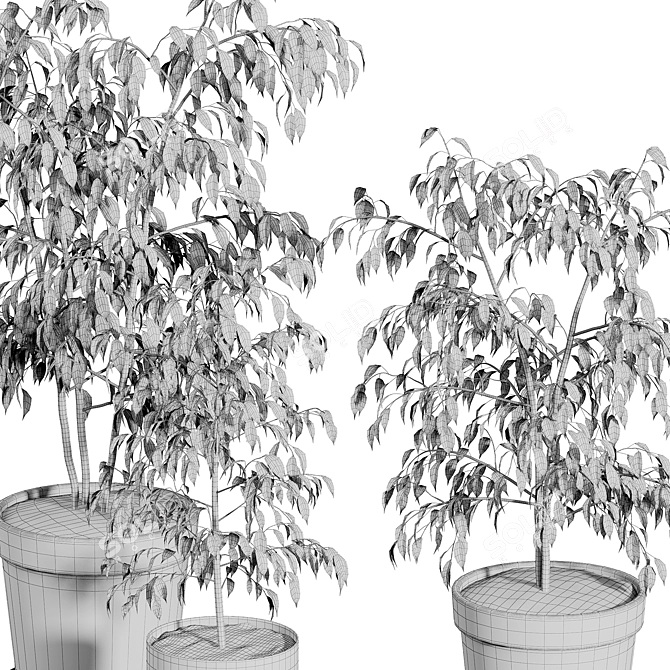 Ficus Benjamin Set: Vray & Corona Compatible 3D model image 5