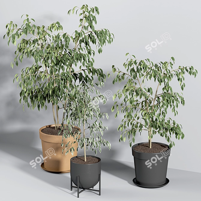 Ficus Benjamin Set: Vray & Corona Compatible 3D model image 6