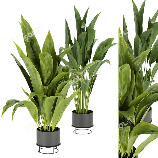 Indoor Banana Leaf Plant Collection - Vol. 329 3D model image 1