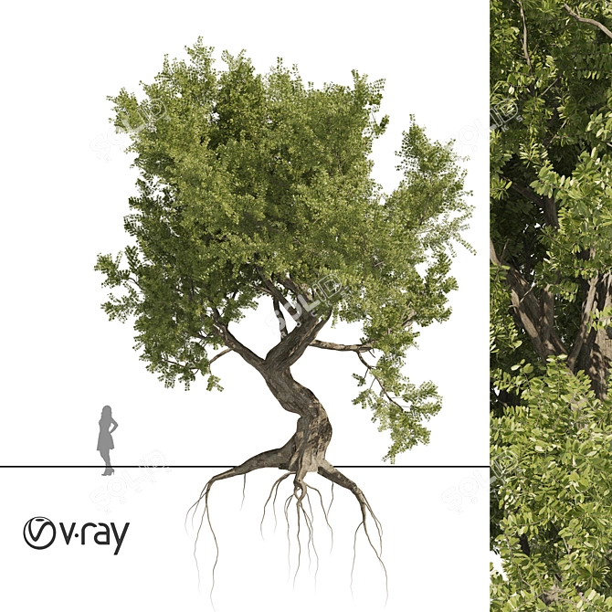 Majestic Old Olive Tree 3D Model 3D model image 1