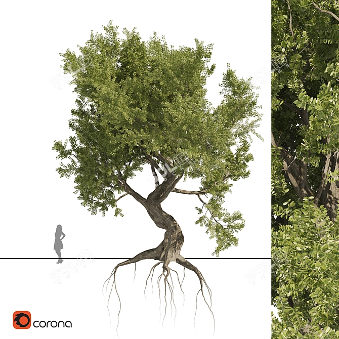 Majestic Ancient Olive Tree 3D model image 1