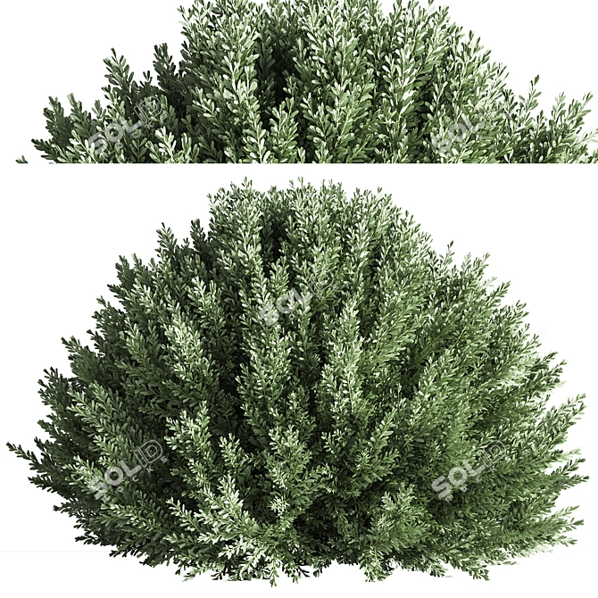 Vintage Bush05 2015 3D Model 3D model image 2