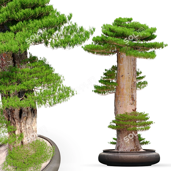 Exquisite Bonsai: 1.7m of Natural Beauty 3D model image 3