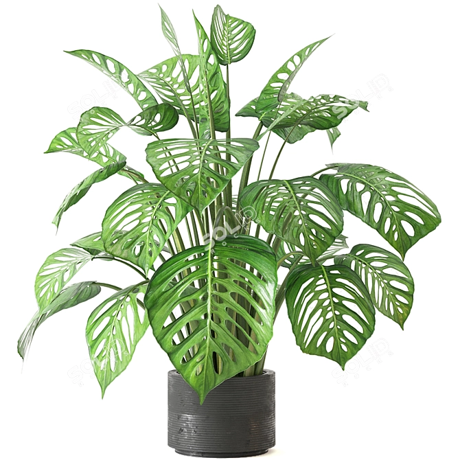 Tropical Oasis - Indoor Plants Collection 3D model image 1