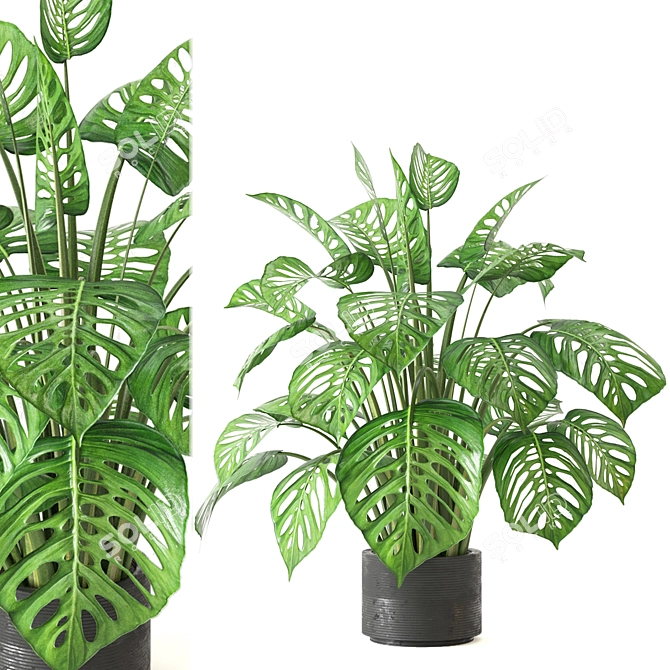 Tropical Oasis - Indoor Plants Collection 3D model image 2