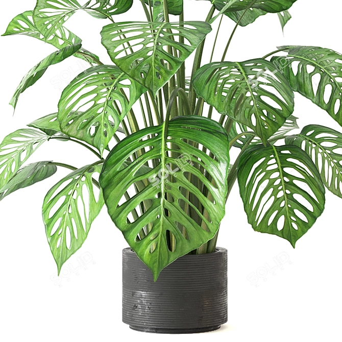 Tropical Oasis - Indoor Plants Collection 3D model image 3