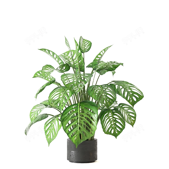 Tropical Oasis - Indoor Plants Collection 3D model image 4