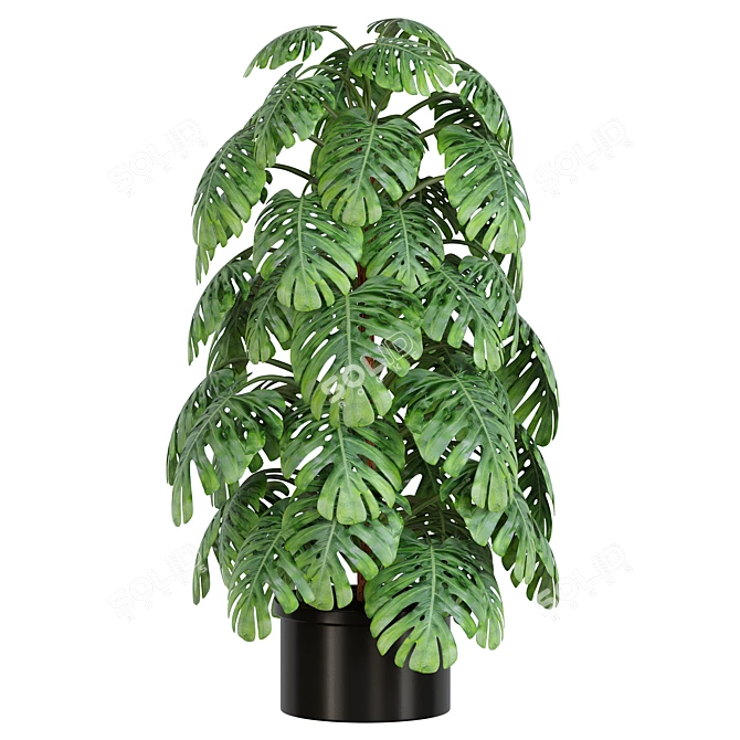 Tropical Monstera Indoor Plant 3D model image 1