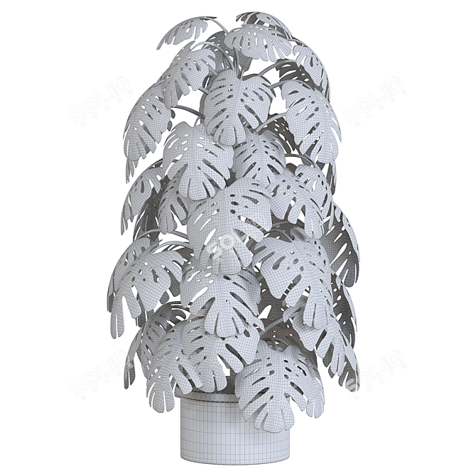 Tropical Monstera Indoor Plant 3D model image 2