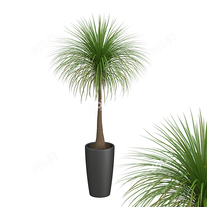 Tropical Palm Tree in Round Pot 3D model image 1