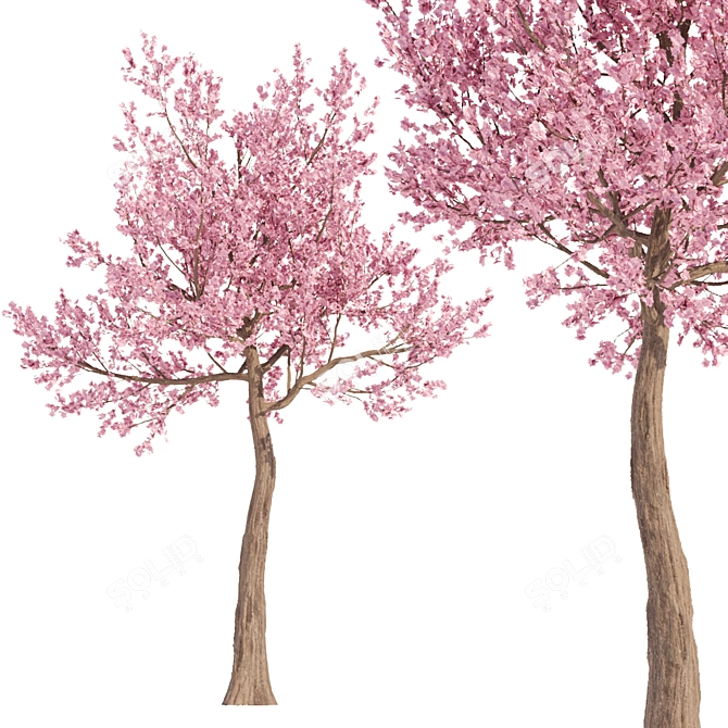 Cherry Blossom Tree - Spring Beauty 3D model image 1