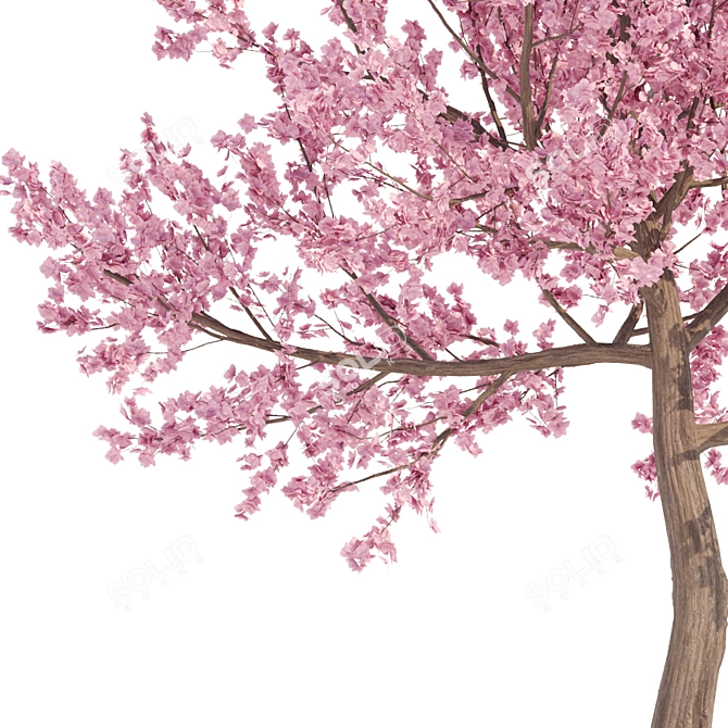 Cherry Blossom Tree - Spring Beauty 3D model image 3