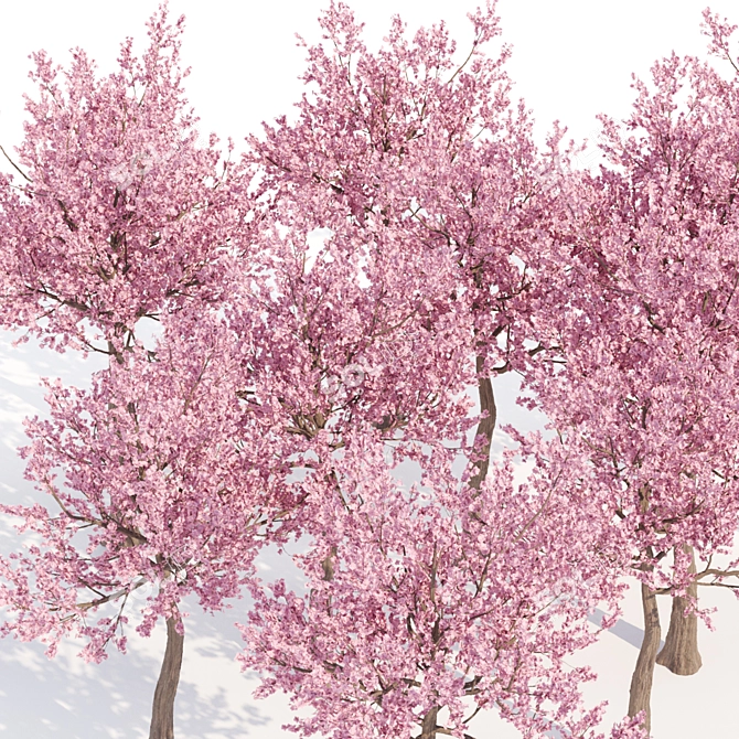 Cherry Blossom Tree - Spring Beauty 3D model image 5