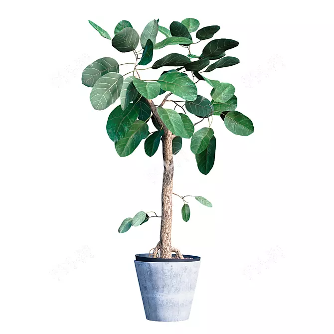 Exquisite Ficus Benghalensis Tree 3D model image 1