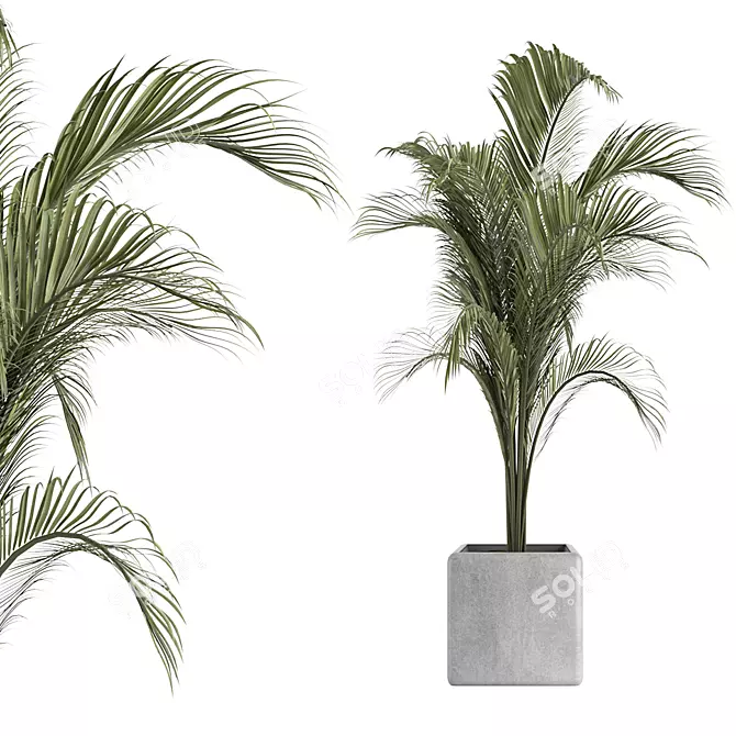 Tropical Palm Outdoor Plant 3D model image 1