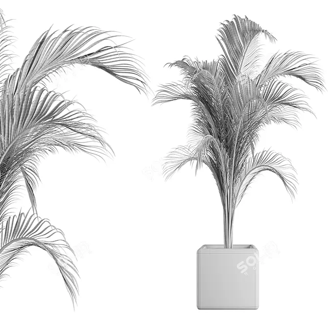 Tropical Palm Outdoor Plant 3D model image 2