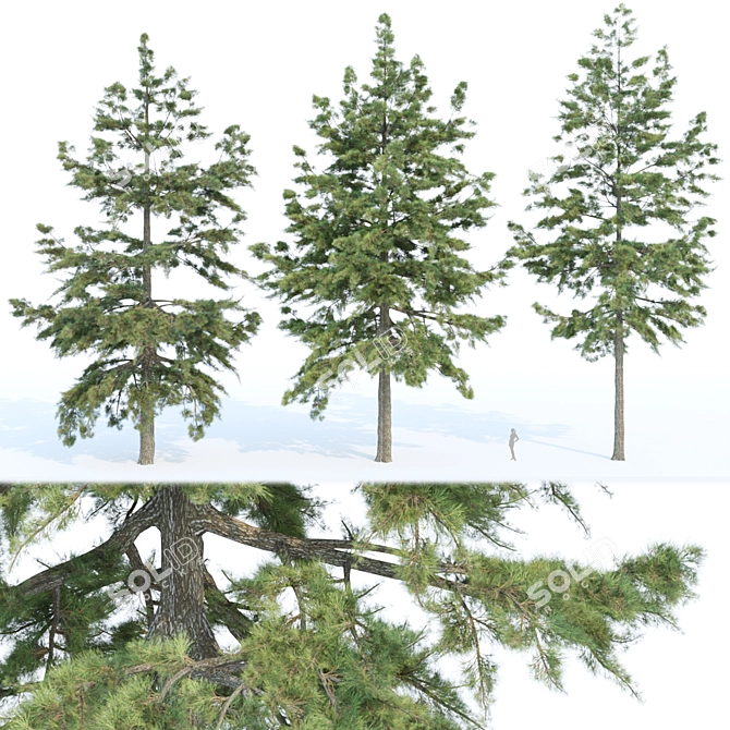 Evergreen Conifer Trees Collection 3D model image 1