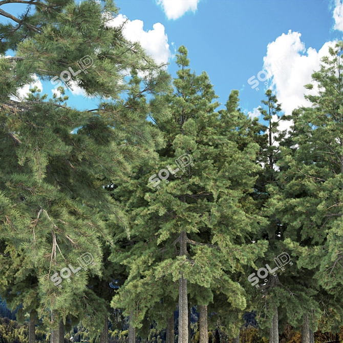 Evergreen Conifer Trees Collection 3D model image 2