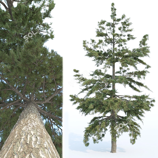 Evergreen Conifer Trees Collection 3D model image 3