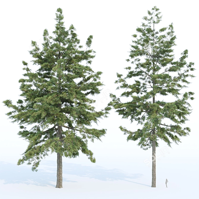 Evergreen Conifer Trees Collection 3D model image 4