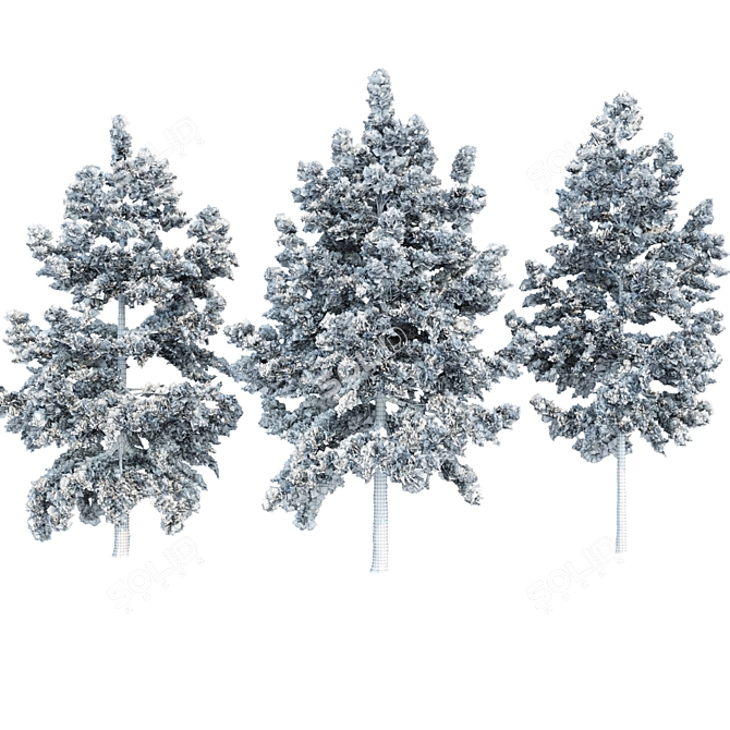 Evergreen Conifer Trees Collection 3D model image 5
