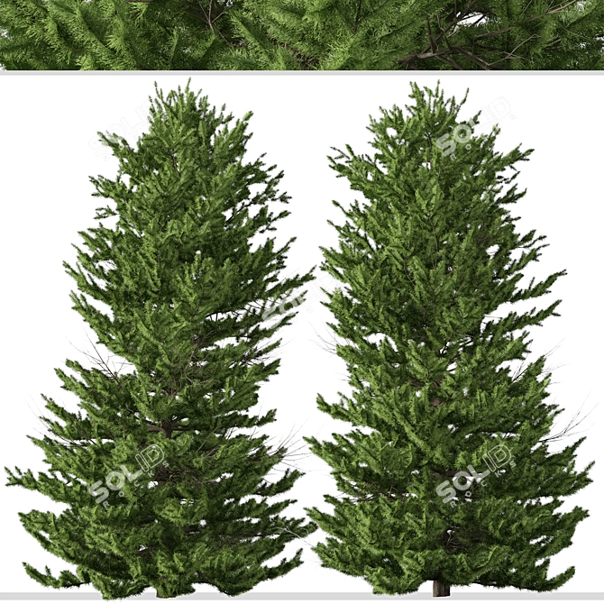 Evergreen Red Spruce Tree: Authentic North American Species 3D model image 3