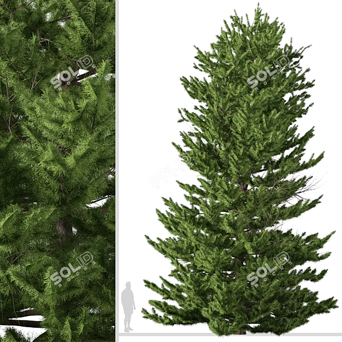 Evergreen Red Spruce Tree: Authentic North American Species 3D model image 4