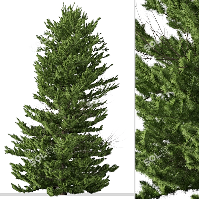 Evergreen Red Spruce Tree: Authentic North American Species 3D model image 6