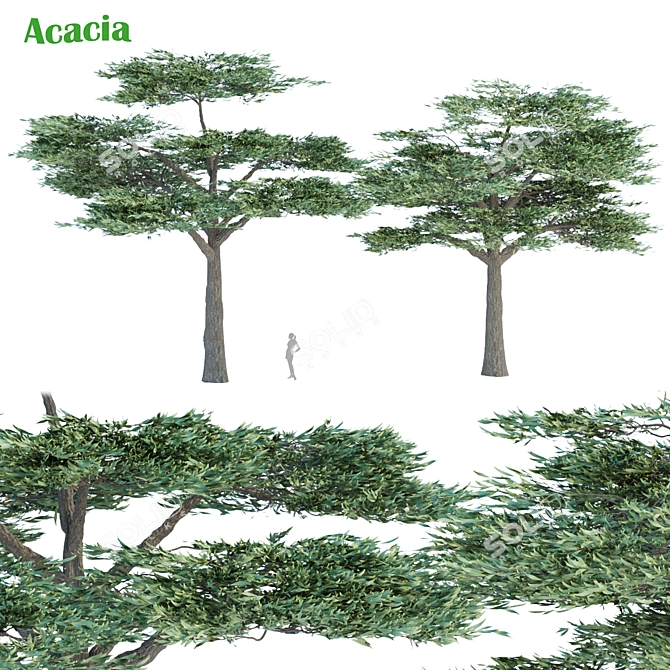 Elegant Acacia Trees: Volume 87 3D model image 1