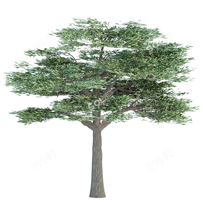Elegant Acacia Trees: Volume 87 3D model image 3
